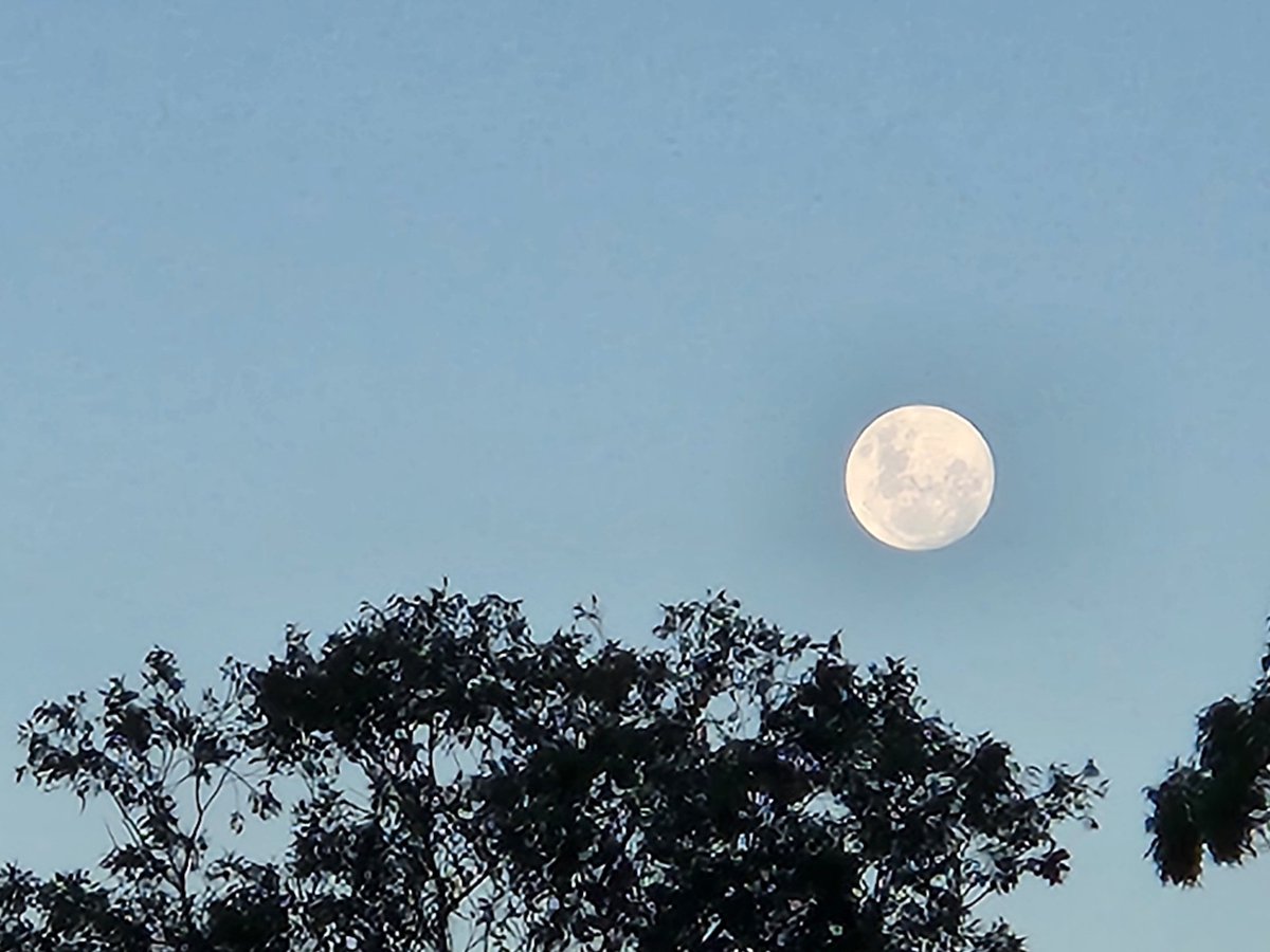 SeanTheExtraGuy's tweet photo. A nice picture of the moon I took a few days ago at the dog park. https://t.co/ZfcL0RTqEh