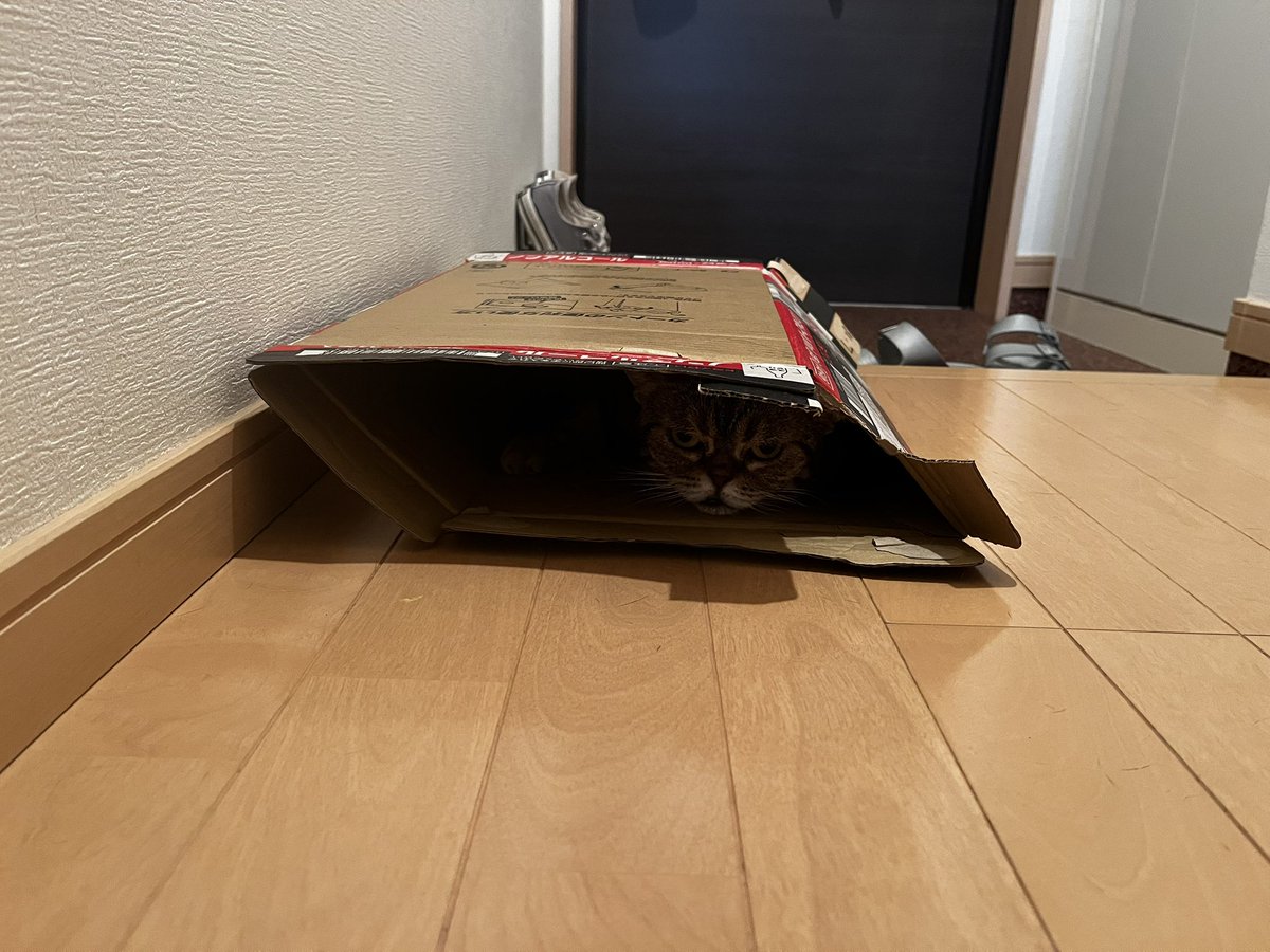 mizolekin's tweet photo. 段ボールでもそもそ中📦 https://t.co/t5ynxiNjAp