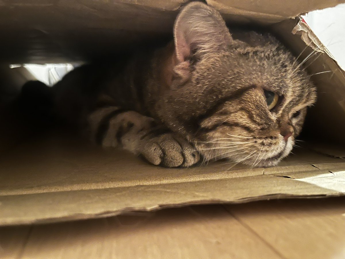 mizolekin's tweet photo. 段ボールでもそもそ中📦 https://t.co/t5ynxiNjAp