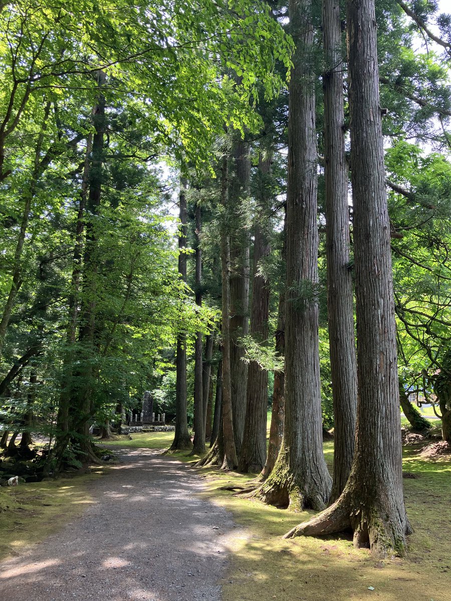 tetorahonpati's tweet photo. 青森県階上町にある「寺下観音」へ行きました！⛩️
真っ赤な鳥居の奥には苔むした石や地面。清流が流れ、立派な巨木が道を作っていて神聖なパワーを感じられる場所でしたー✨
オススメです♪が、熊🐻にはお気をつけくださいね！
#階上町　#観音堂　#パワースポット　#巡礼　#鳥居　#ホテルテトラ本八戸 https://t.co/DgnwVa1Uae