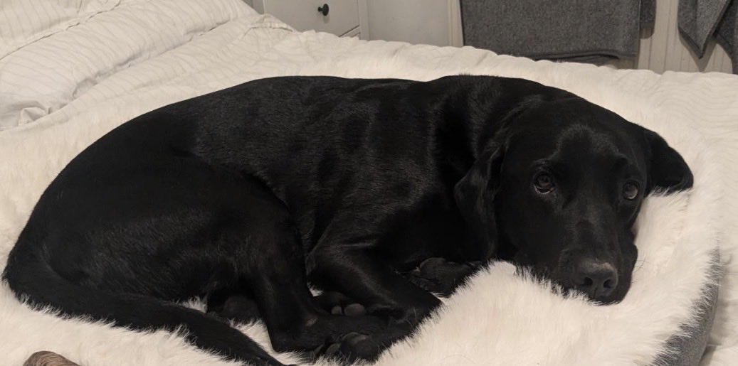 H2RScotland's tweet photo. We’re still looking for a home for Kobe as his previous offer fell through. 

Kobe is a 7 year old male black Labrador Retriever. He is looking for a nice quiet home.
Kobe is use to other dogs, however gets anxious with loud noises such as bin lorries etc.
He would be suited to a quiet home with someone who is active and likes the outdoors, preferably away from loud noises.
Kobe loves to run and would run all day given the chance.
He has lived with another dog before sadly he passed away.
Kobe is use to walks with 2 other retrievers, he can be nervous of dogs bigger than him.
He is chipped and neutered.
Kobe eats dry food and is fine to be left on his own if you need to go out - he likes the radio left on.
He is use to sleeping near his owners or downstairs on the sofa with blankets.
Kobe likes treats and is very gentle when taking small treats. With bigger treats such as bones he will not allow you to take these away unless you offer him a smaller treat.
Kobe is registered with the vets.
He would be best in a home with no kids.
Kobe isn't use to cats and will bark at them.
He is excited to meet new people, he will bark as if to say ''what's going on here''. 

For more information or to offer Kobe a new home please email info@help2rehome.com 

Sorry we are unable to reply to messages to the page or comment enquiries. Please email for any information.
