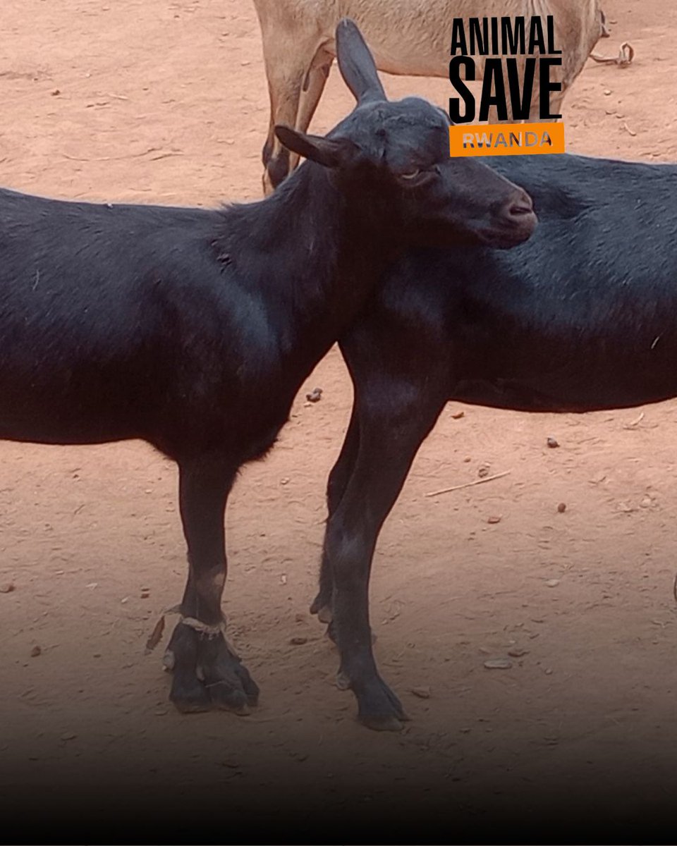 animalsaverwa's tweet photo. The silent victims of livestock markets . 

Every animal values family, comfort, and connection. Yet countless young animals are separated from their mothers, experiencing fear, confusion, and loss long before they are old enough to understand why.

 #Govegan for them! https://t.co/8LLyvHv35f