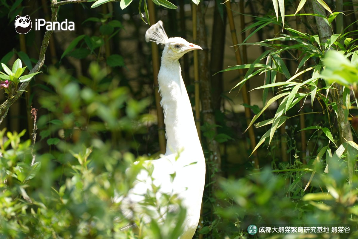 ipandacom's tweet photo. Summer at Panda Valley? Total chill mode activated.  

#PandaPic #ChengduPandaBase #PandaFun #WildlifeParadise   

For more panda information, please check out: https://t.co/hXNeeww3Yf https://t.co/6oSqJ4BOIa