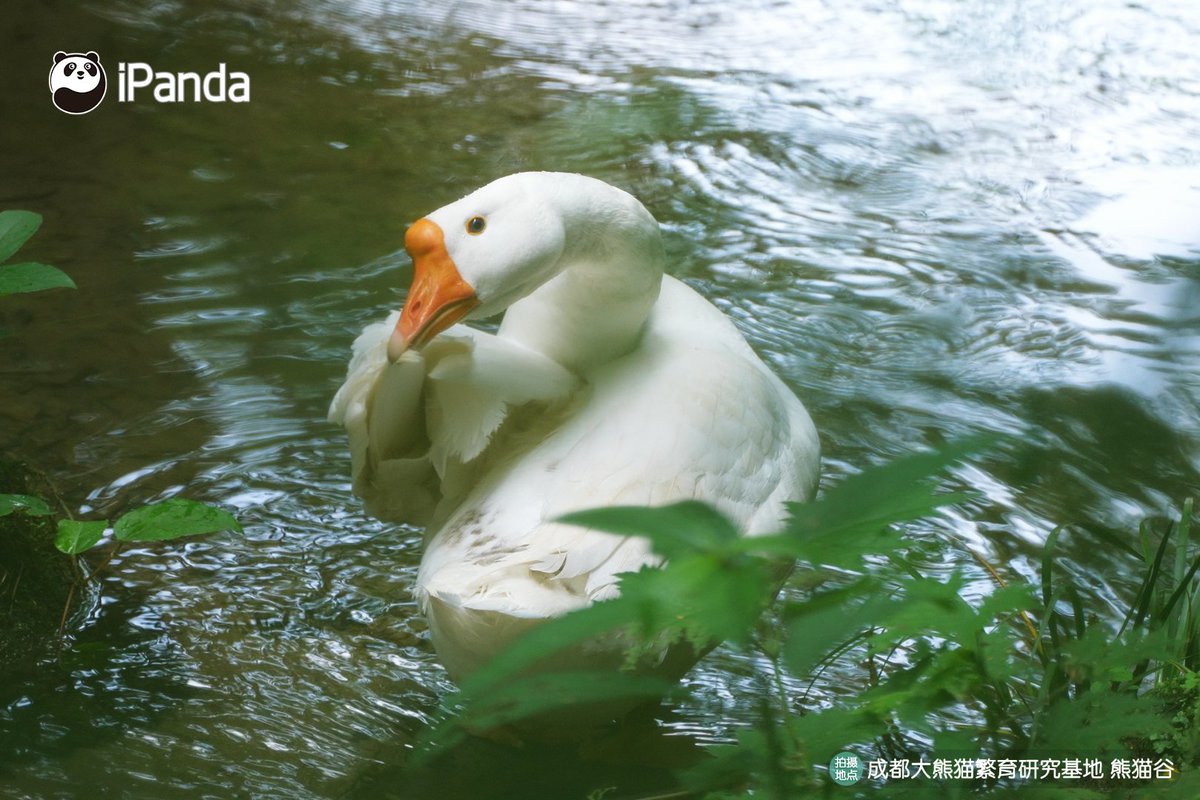 ipandacom's tweet photo. Summer at Panda Valley? Total chill mode activated.  

#PandaPic #ChengduPandaBase #PandaFun #WildlifeParadise   

For more panda information, please check out: https://t.co/hXNeeww3Yf https://t.co/6oSqJ4BOIa