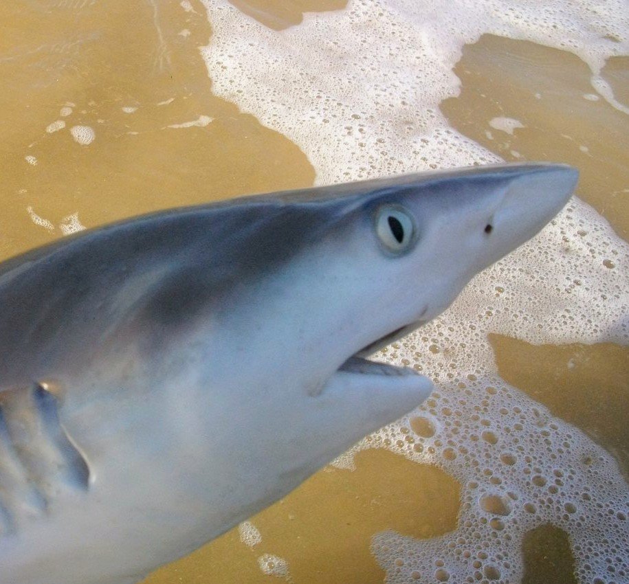 LodgeTony's tweet photo. #BeachFishingNorthQld cool still sunny morning, magic to see blue sky. #blacktipreefshark pup. Eye,nose and mouth profile close up. A quick pic and released. #FarNorthQld #Queensland https://t.co/BUqia9844P