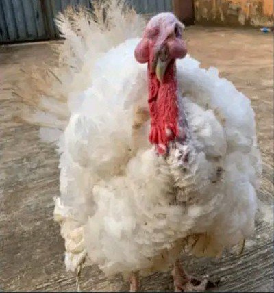 oluwaDanielmii's tweet photo. My friend's turkey woke up with this swelling on both sides of his face. Vet doctors on the TL, what should we do?🤲 https://t.co/y1fCeRUjB9