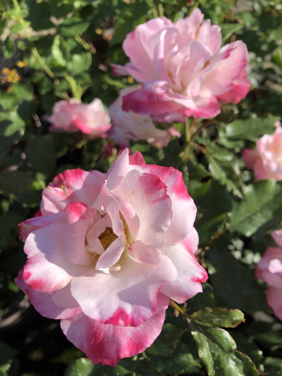 JonesTheRose's tweet photo. Abigaile, such a pretty blend of pinks, a great patio rose for front of the border or deep pots. #jonestherose #rosegrower #patioroses #mailorder #pottedroses #peatfree #cheshiregrown #smallbusiness https://t.co/WMmn9Dvvc3