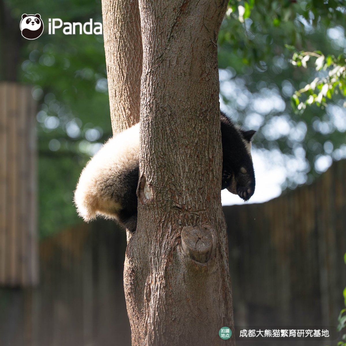 ipandacom's tweet photo. 360° of sleepy cuteness, and that little round butt is stealing the show! (Mei Huan’s cub)  

#PandaPic #ChengduPandaBase #PandaFun   

For more panda information, please check out: https://t.co/hXNeeww3Yf https://t.co/NbRbt1EnhW