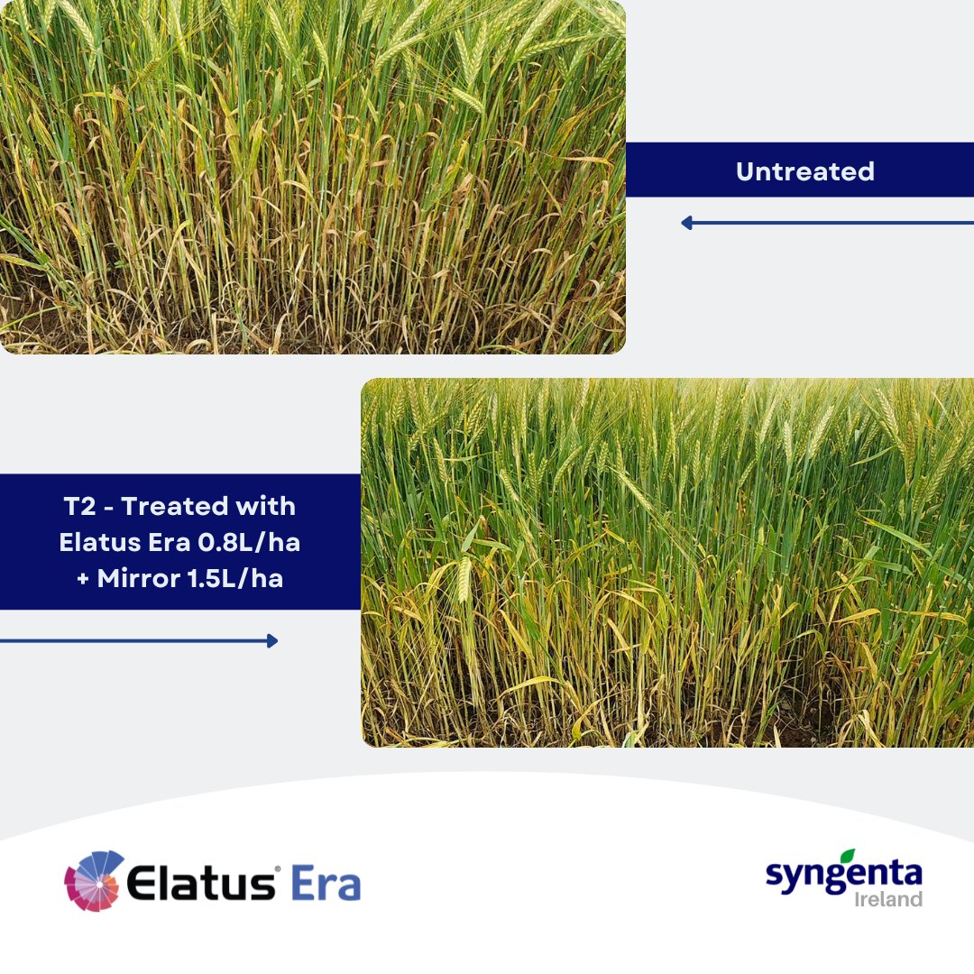 SyngentaIrl's tweet photo. Protect spring barley yield potential with dependable disease control from Elatus® Era 🌾
Designed for flexibility and season-long performance, it helps tackle Rhynchosporium, Net Blotch & Brown Rust while supporting crop health all season long. ✅
#ElatusEra #SpringBarley https://t.co/4rKtpm3jaN