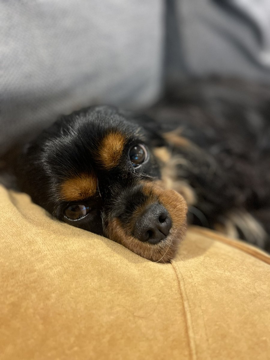 PoppySpaniel666's tweet photo. Min loves to colour coordinate  🧡🧡 https://t.co/boLdCrGknW