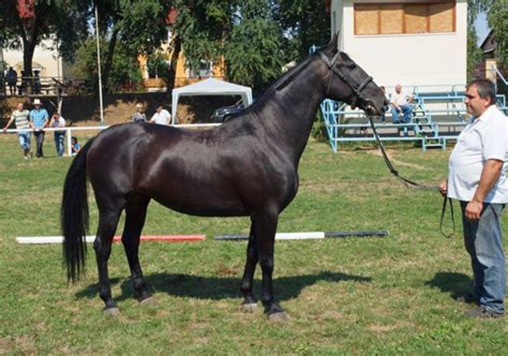 ERC3333's tweet photo. 6.3.26. The Nonius is a Hungarian breed named after its Anglo-Norman sire.

Generally dark in color, it is a muscular and heavy-boned breed, similar in type to other light draft &amp; driving horses.

Today the breed is used in agriculture, leisure riding, and jumping exhibitions. https://t.co/vkSvWI1j0U
