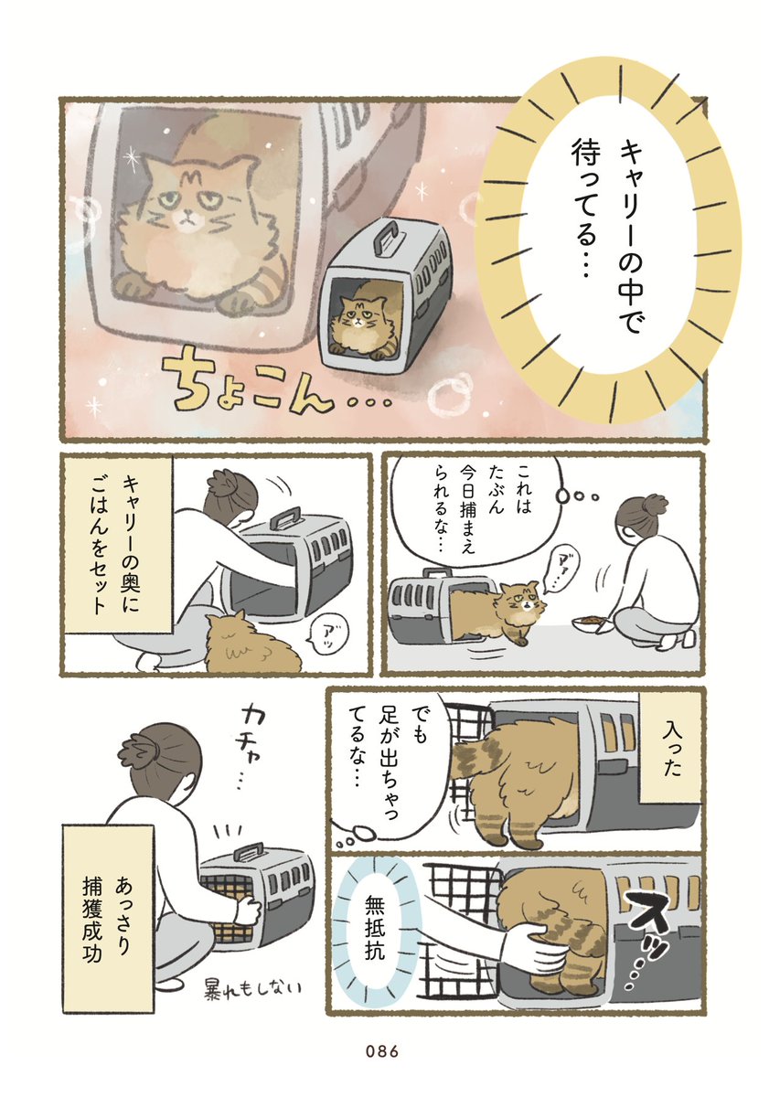 bana_wanko's tweet photo. チャー様がうちの子になったときのこと
（1/2） https://t.co/foX1pLRRE1