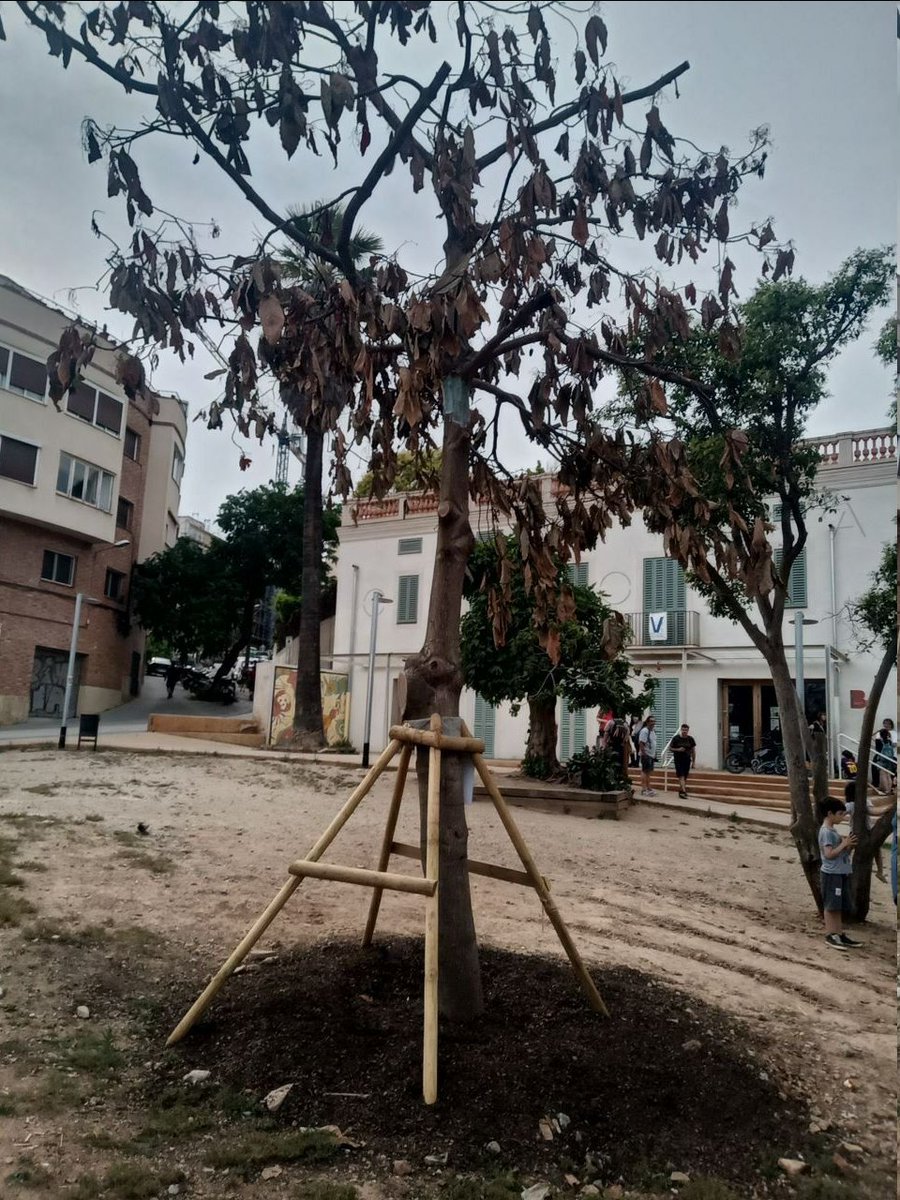 AVallcarca's tweet photo. 📣 Veïnes de Vallcarca: segurament haureu vist que a la Plaça Farigola ha aparegut un arbre nou i que ara sembla mig mort. https://t.co/LD1IV3Dumj