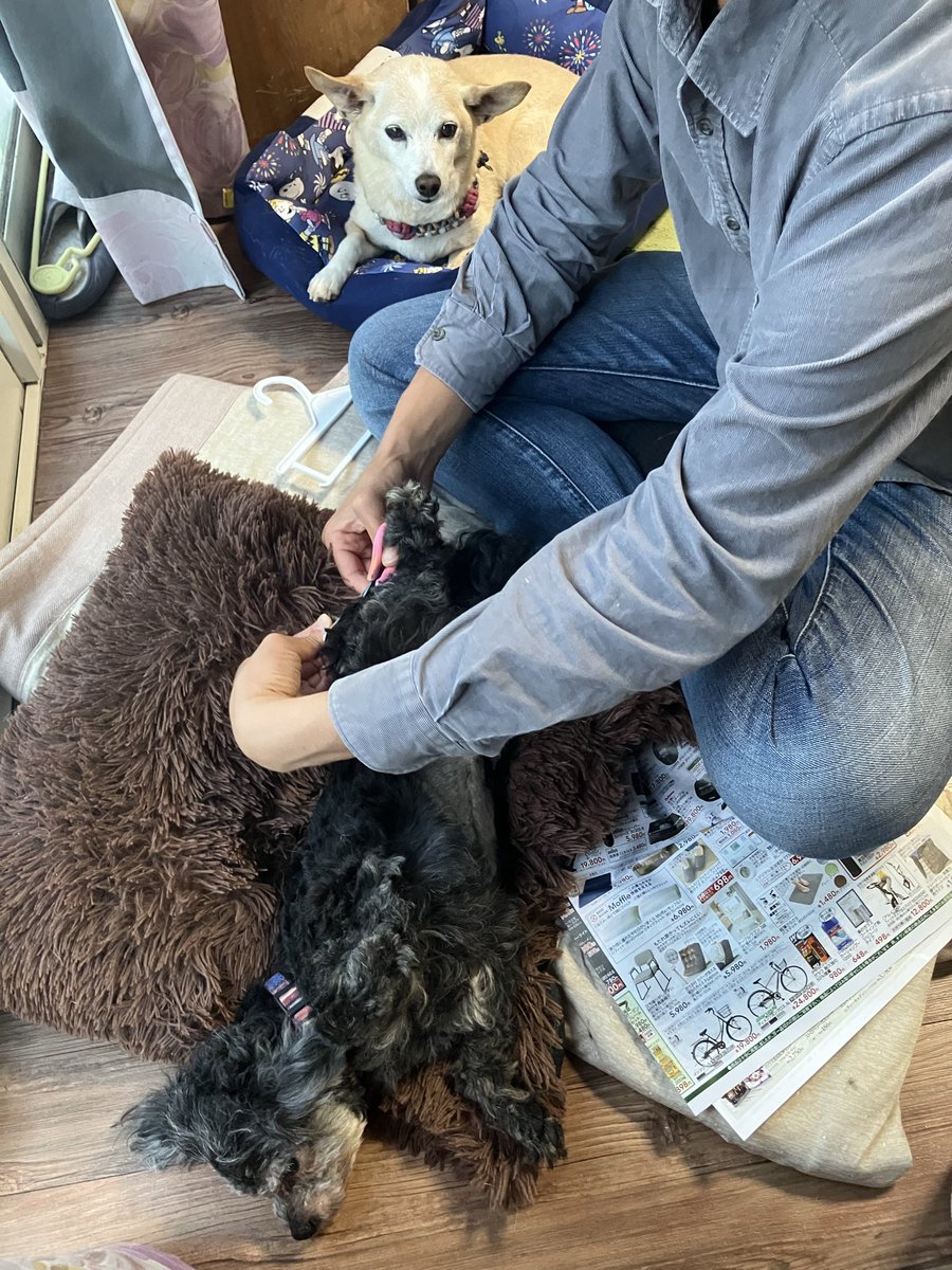 chiro_umi's tweet photo. 自称トリマーにカットされたサク。
見つめるチロ https://t.co/AtOcjobp7a