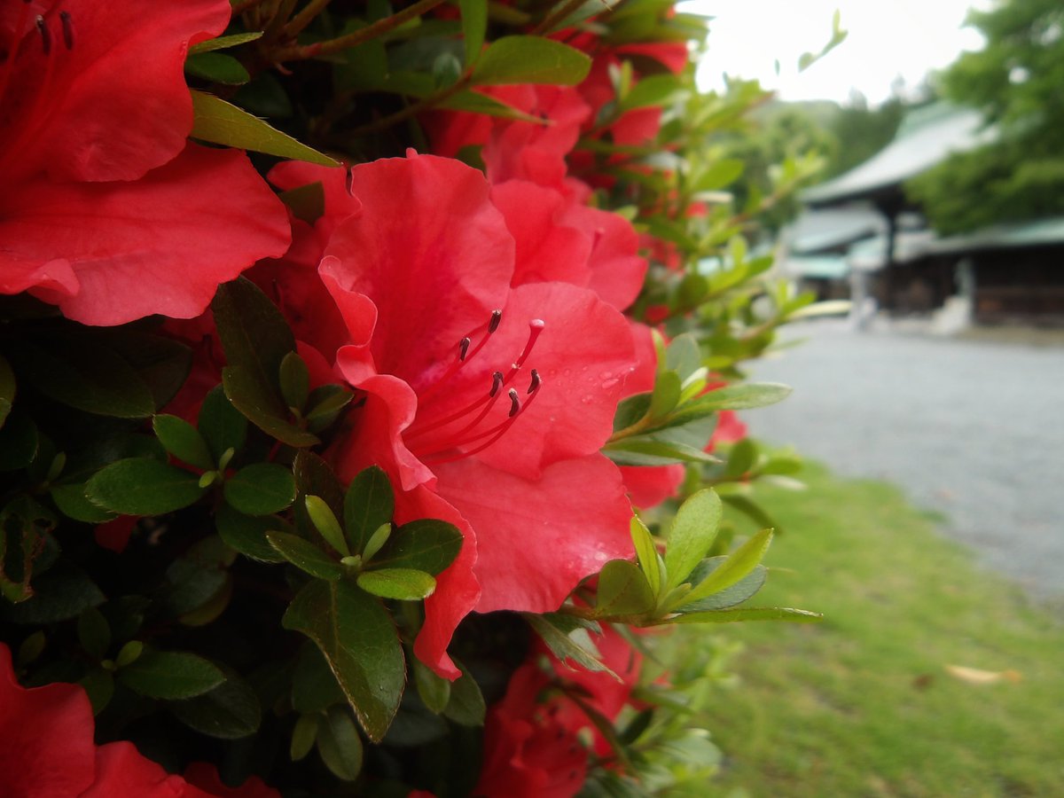 tmncamplife's tweet photo. 雨の日の、ひそやかな輪郭
#日常の断片 #キリトリセカイ #雨の日の風景 #色彩の美 #写真好きな人と繋がりたい https://t.co/bjzP02NPbB