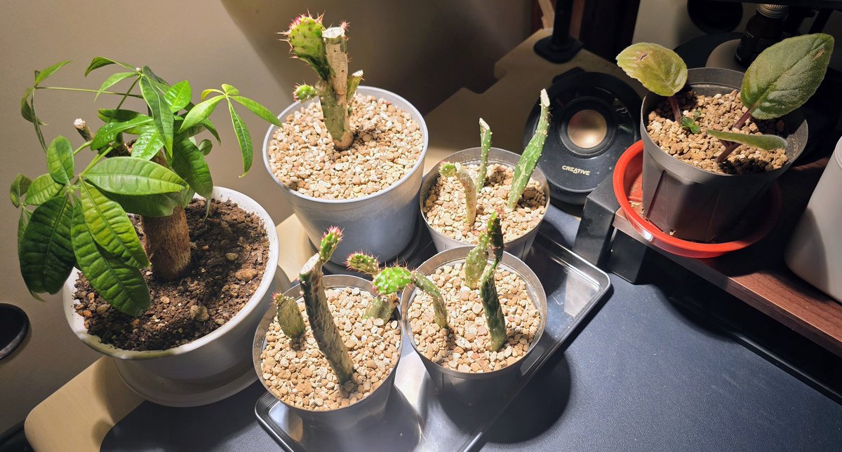 LightSnow_fall's tweet photo. #文月植物観察日記
こちら、私の机を占領しに来ている植物たちです まずい 私が植物に埋もれる
パキラは背低いのは定期的に剪定してるからです。みんな超元気だよ https://t.co/YKxnP4wxB0