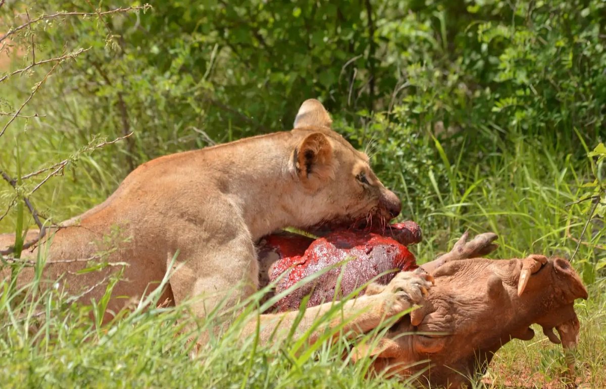skyextra_tours's tweet photo. Meru Wilderness Escape
Discover untamed beauty in Meru National Park with breathtaking landscapes. #SkyExtraTours #MeruSafari #ExploreKenya #WildlifeMoments https://t.co/Z18nKvkgNg