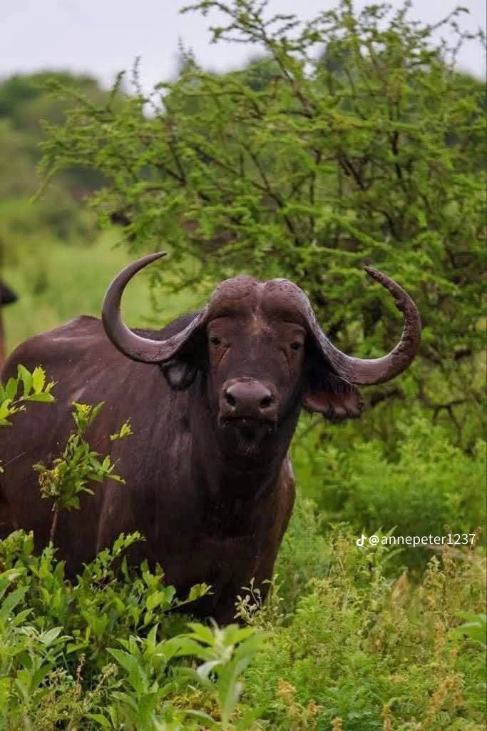 skyextra_tours's tweet photo. Meru Wilderness Escape
Discover untamed beauty in Meru National Park with breathtaking landscapes. #SkyExtraTours #MeruSafari #ExploreKenya #WildlifeMoments https://t.co/Z18nKvkgNg