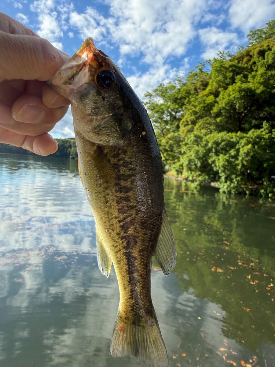 sabutaro28's tweet photo. 台風一過
#fishing
#23stradic
#鱒レンジャー
#zpi
#gomexus https://t.co/aKB481WWBI
