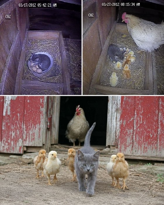 KateriSeraphina's tweet photo. Un fermier a découvert un minuscule chaton errant endormi sur des œufs de poule.

Le chaton s'était glissé dans le poulailler par une nuit glaciale.

Il était faible, maigre, et cherchait de la chaleur.

Étonnamment, les poules ne l'ont pas attaqué.

Le fermier et sa femme ont nourri et pris soin du chaton.

Chaque fois qu'ils le déplaçaient, il revenait vers les œufs.

Au bout de deux semaines, les œufs ont commencé à éclore.

Les poussins se sont immédiatement attachés au chaton.

Ils le suivaient partout comme s'il était leur mère.

Au début, le chaton semblait désorienté par les poussins.

Puis il a commencé à les toiletter, les protéger et dormir avec eux.

Même les poules ont accepté cette étrange petite famille.

Un jour, un faucon a tenté d'attaquer les poussins.

Le minuscule chaton s'est courageusement placé devant eux pour les protéger.

Le faucon a fini par s'envoler.

Après cela, les poussins faisaient entièrement confiance au chaton.

Même devenus adultes, les poulets continuaient à le suivre dans la ferme.

Le chaton errant avait enfin trouvé un foyer et une raison d'être.

Message : L'amour et la famille peuvent naître de la façon la plus inattendue qui soit 🐱🐥❤️