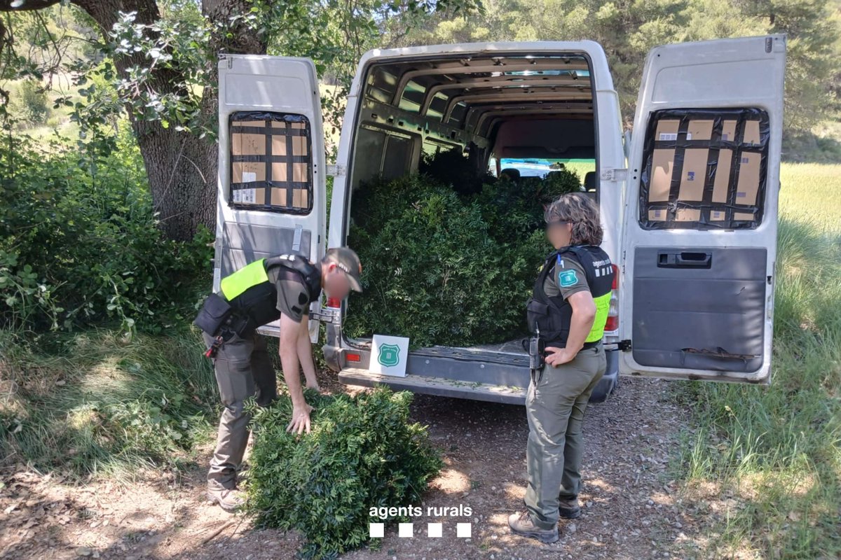 agentsruralscat's tweet photo. ✋ Intensifiquem les actuacions contra l'espoli de llentiscle en compliment de la nova normativa d’aprofitament forestal amb finalitat comercial @agriculturacat .

🌿 N'hem comissat 18 m3 en dues actuacions a Rubió i Castellolí, a l'Anoia.

🚫  Denunciem l'empresa responsable. https://t.co/jEQNP9f6ff