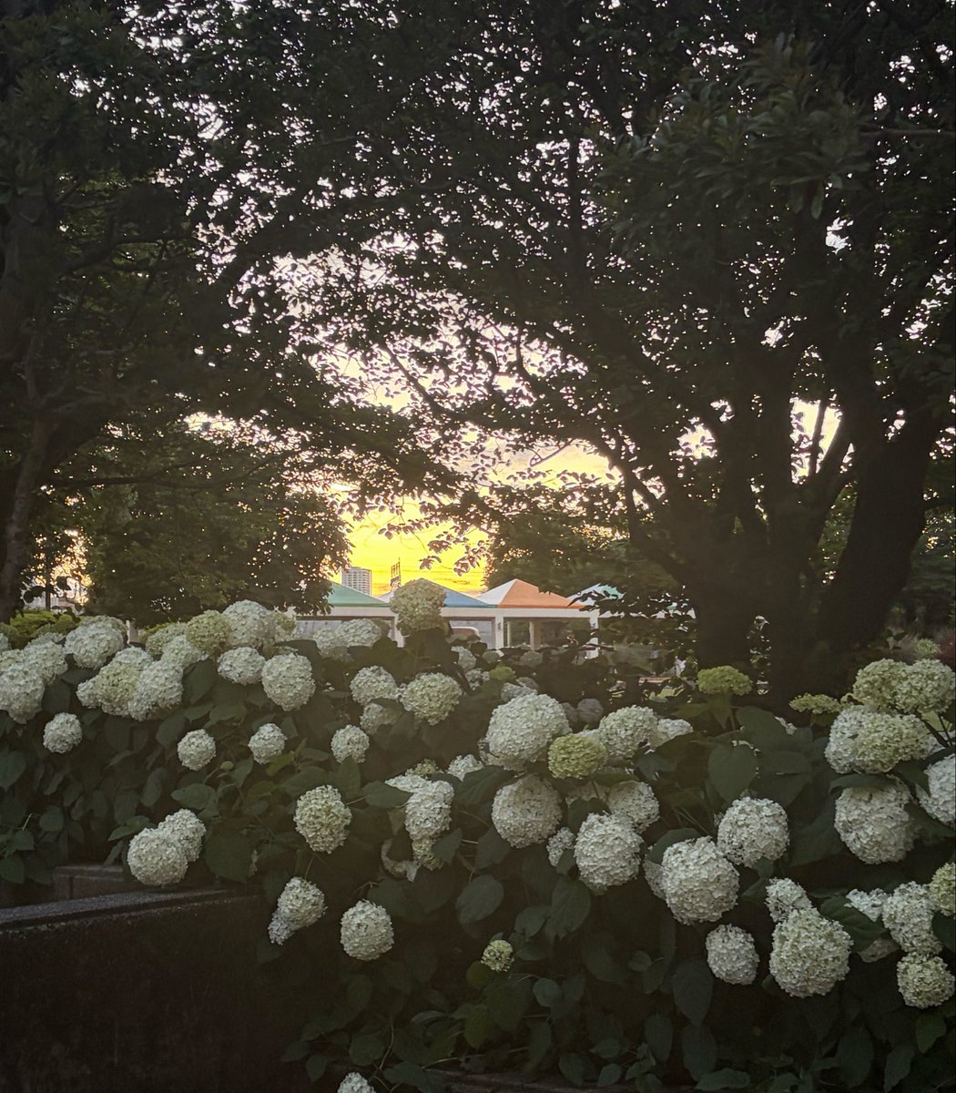 jaruuu___'s tweet photo. @charao_bancyo 今目の前にある花々です https://t.co/iZqgjBQcv3