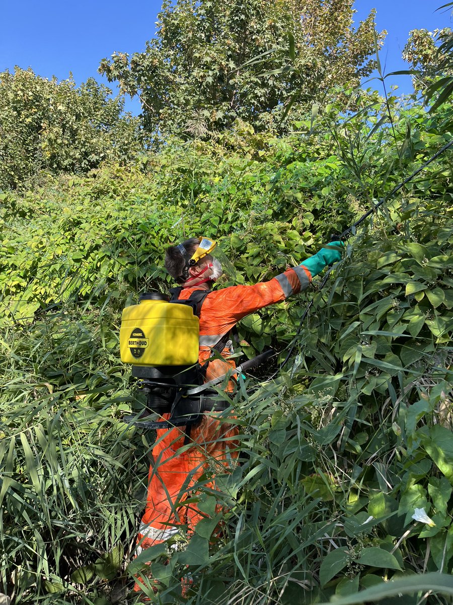 paulpowlesland's tweet photo. The final part of our application was to get rid of the rampant invasive species on the river around Ilford. Some of these (like giant hogweed) would be directly harmful to people who are swimming, but most of them degrade the river ecology, reduce access along its banks, & stop natural filtration processes, which reduce water quality. 

All official bodies (from the council to the EA) have done nothing to stop invasive species & are allowing them to spread out of control. Using our detailed local knowledge, the River Roding Trust has put together a plan to eliminate all of them. But it’s a gargantuan task & we need a small amount of funding to buy equipment & organise more volunteer days. Many of these invasive species are on public land & the amount we would need to eliminate them is a tiny fraction of what an official body would pay.