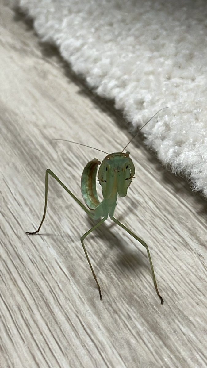 grasshopper4600's tweet photo. カマキリ達は順調に育っています。5齢の子も。 https://t.co/ldb7zC1KR8