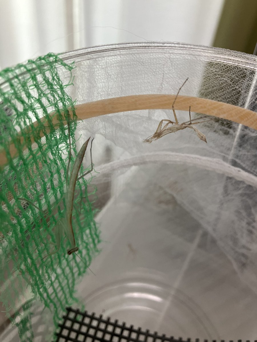 grasshopper4600's tweet photo. カマキリ達は順調に育っています。5齢の子も。 https://t.co/ldb7zC1KR8