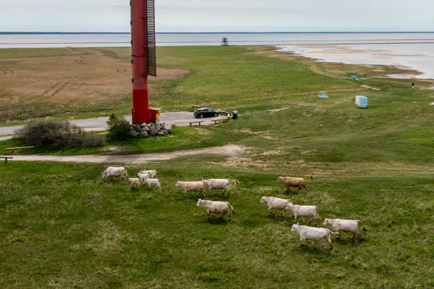 Viktor_Twittor's tweet photo. @mertyder After a few years' absence from Pärnu beach meadows, 60 cows will be "working" at Vana-Pärnu beachside and 43 horses on the Raeküla side, right next to Pärnu beach. https://t.co/KXbbQDMCbP