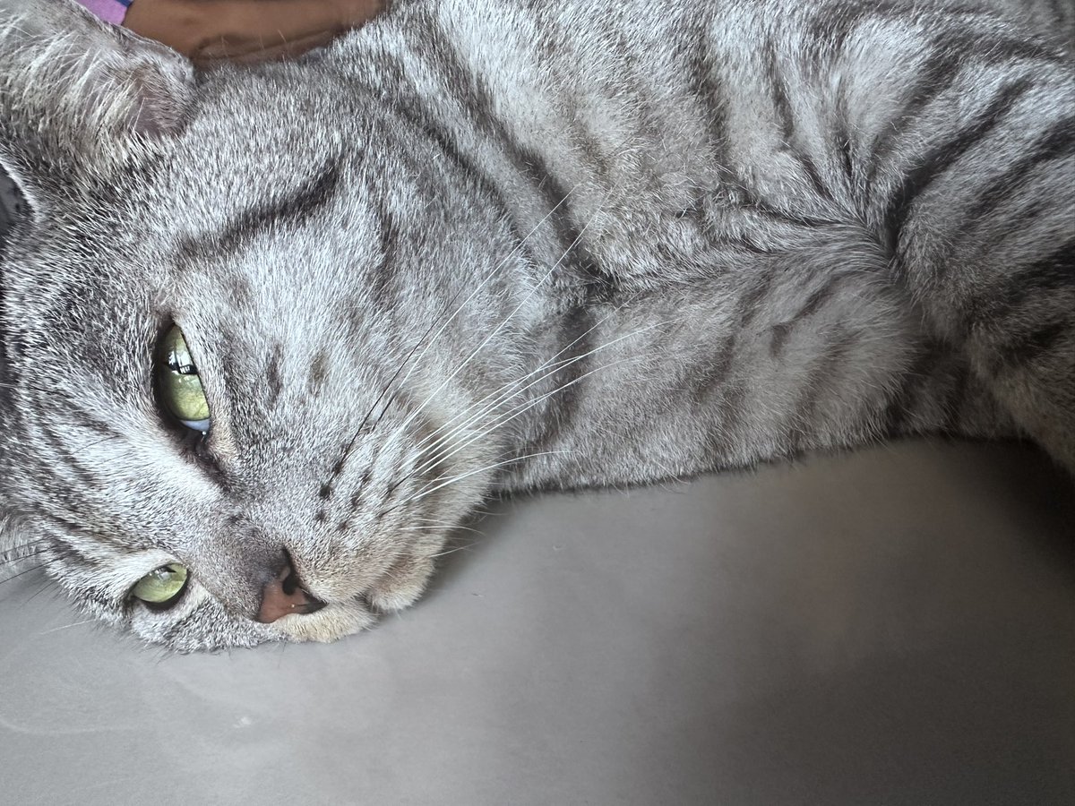 firstt 💜🐈‍⬛ tweet media