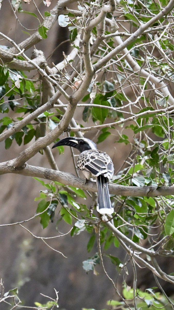 🎈 tweet media