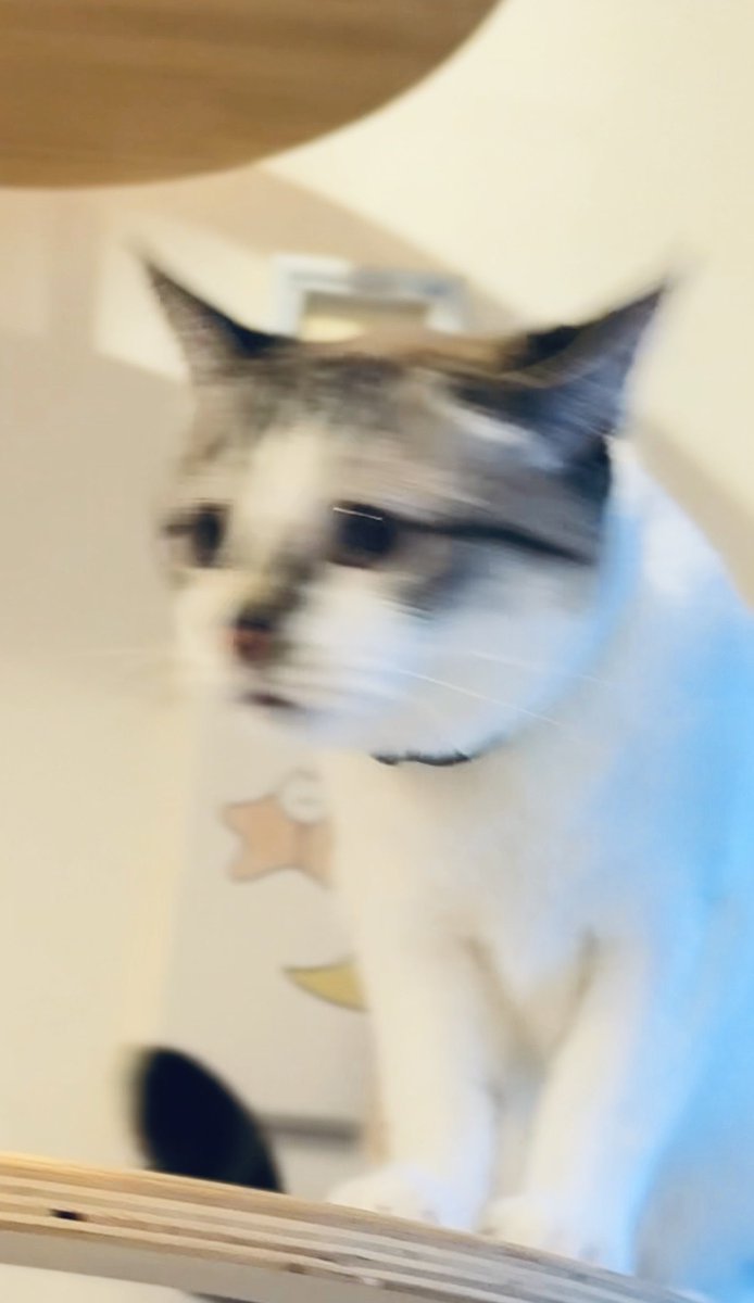 ぴえん猫ミント tweet media