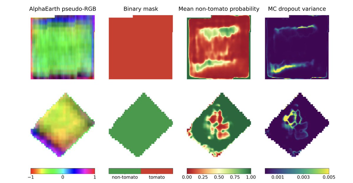 yohaniddawela's tweet photo. California’s tomato fields can now be identified from space with 99% accuracy using 64 numbers for every 10-metre patch of land.

No custom vegetation index. No hand-built crop calendar. No months spent tuning a satellite pipeline around clouds, missing dates, and sensor quirks.

A new paper tests a simpler workflow: take Google DeepMind’s AlphaEarth embeddings, train a U-Net on labelled fields, and ask it to separate processing tomatoes from everything else.

The dataset is a good stress test. The researchers used 9,484 field polygons from California’s 2018 LandIQ crop maps: 4,742 processing tomato fields and 4,742 non-tomato fields.

The comparison class wasn’t easy. It included alfalfa, wheat, corn, beans, orchards, and other crops that can look similar in satellite imagery at different points in the season.

Each field became an image chip. But instead of raw RGB or a stack of hand-crafted indices, every 10-metre pixel came with 64 AlphaEarth values.

Those 64 values are the interesting part. They don’t map neatly onto red, green, blue, NDVI, moisture, radar backscatter, or any single physical measurement. They’re a learned summary of how that location looked and behaved across multiple sensors and time periods.

That changes the crop-mapping problem.

Traditional remote sensing often begins with raw satellite data, then spends a lot of effort cleaning and engineering it. Clouds need masking. Time series need aligning. Missing observations need filling. Analysts build indices, choose seasonal windows, and tune the pipeline for the crop and region.

AlphaEarth moves much of that work upstream. It compresses multi-sensor Earth observation data into a compact annual representation. The downstream model starts from a richer description of the land, rather than trying to reconstruct the full seasonal signal from scratch.

For processing tomatoes, that signal is useful. Tomato fields have a distinctive rhythm: planting, canopy growth, irrigation, harvest timing, field geometry, and management patterns. A single image can miss that. A simple vegetation index can flatten it. A learned annual embedding can carry more of the fingerprint.

The researchers trained a 64-channel U-Net segmentation model. Instead of assigning one label to a whole field, it predicted tomato versus non-tomato at the pixel level.

They also used a spatially independent test set: 1,424 fields from unseen locations. That detail matters because nearby farms can share soils, irrigation systems, management practices, and landscape context. A random split can make agricultural models look better than they are.

The results were extremely strong.

Pixel accuracy: 99.19%, precision: 98.69%, and recall: 99.40%.

But the model wasn’t merely detecting farmland. It was tracing tomato fields against a negative class that included visually similar crops.

The most useful part may be the uncertainty test.

The researchers kept dropout active during inference and ran each chip through the model 100 times. That produced both an average prediction and a variance map.

The uncertainty appeared where you’d expect: field edges, narrow protrusions, irregular boundaries, roads, and mixed pixels. Field interiors were stable. Borders were less certain.

That’s important for practical mapping. A model that says “I’m confident in the centre, check this edge” is much more useful than a clean map that hides its weak spots.

There are limits. The labels come from one year, 2018. AlphaEarth is annual, so this isn’t a real-time crop monitoring system. The balanced training set also doesn’t fully match the messier class imbalance of statewide mapping. Running 100 inference passes for uncertainty adds cost at large scale.

But the direction is clear.

Crop mapping is moving from hand-designed satellite recipes towards learned Earth representations. The analyst’s job shifts from “which index should I build?” to “which labelled task can I train on top of this embedding?”