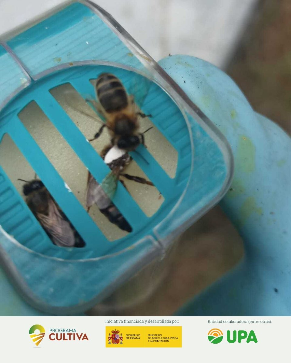 raices_upajoven's tweet photo. 📢El #ProgramaCultiva no para en #LaRioja📍

Ana Eiriz continúa su #IntercambioAgro en Galilea, en la explotación Miel Tío Perico. Durante esta jornada han estado clasificando abejas reinas 🐝🍯 https://t.co/tboQBU1CRq