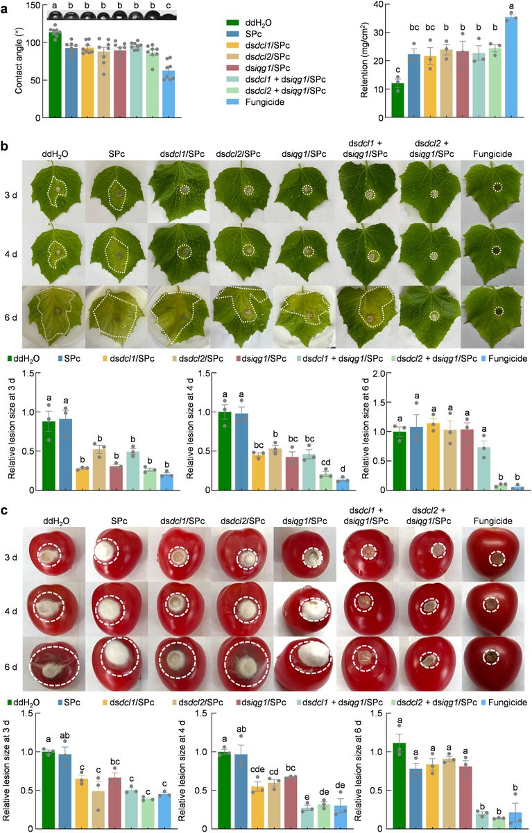 PlantBiotechJ's tweet photo. 🌱 RESEARCH 🌱

Interactional Endocytosis and Transmembrane Transport Promote Cellular Internalization of Nano-Delivered RNA Drugs for Efficient Control of Crop Diseases - Guan et al.

🔗 https://t.co/sT1AV0ov5i

#plantscience 🧪 https://t.co/XFF1tkMgl6