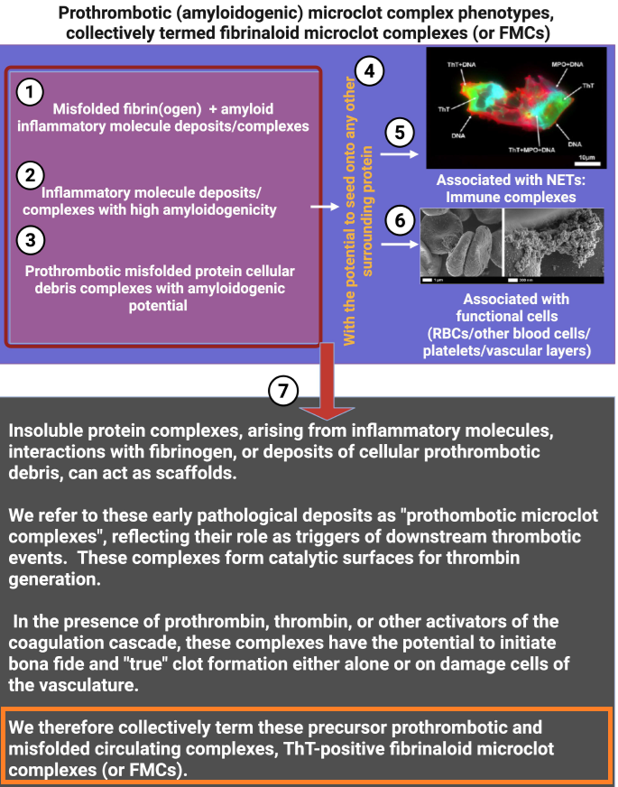 HarrySpoelstra's tweet photo. Surface cues shape procoagulant properties of amyloidogenic microclots

🚨YOUR ATTENTION:  FMCs!

➡️This EVOLUTIONARY review synthesizes how cell-membrane surface changes during inflammation and cell death drive the formation of procoagulant, amyloidogenic microclots termed fibrinaloid microclot complexes (FMCs).

➡️FMCs are heterogeneous (1–200 μm), Thioflavin T (ThT)-positive complexes of fibrinogen, serum amyloid A (SAA), von Willebrand factor, neutrophil extracellular traps (NETs), and cellular debris/microparticles.

➡️The exceptional article introduces FMCs as a unifying conceptual framework that elegantly integrates membrane biophysics, protein misfolding, and coagulation, previously viewed in isolation, into a single membrane-centric model of thrombo-inflammation. Science, step by step!

➡️Its novelty lies in distinguishing these amyloidogenic, fibrinolysis-resistant complexes from both microparticles and canonical clots, while providing mechanistic evidence (PS exposure, SAA/fibrinogen cross-seeding, ThT positivity) for their role across inflammatory and post-infectious diseases.

➡️🤔By positioning FMCs as both pathological drivers and potential biomarkers/therapeutic targets (e.g, via anti-misfolding or NET-clearing strategies), the work offers a transformative lens for understanding and treating hypercoagulability in Long COVID and related syndromes, with broad implications for vascular medicine.

‼️In conclusion, this  exceptional review offers a simple new way to understand how damaged cell surfaces during inflammation create tough, sticky microclots that clog blood vessels and drive long-lasting problems like those seen in Long COVID, opening the door to better tests and treatments that could help millions.

GREAT WORK, Thank you @resiapretorius  https://t.co/ZHWPHNagnC and your additional explanation fig’s are really excellent!
https://t.co/meEfHpVcrS