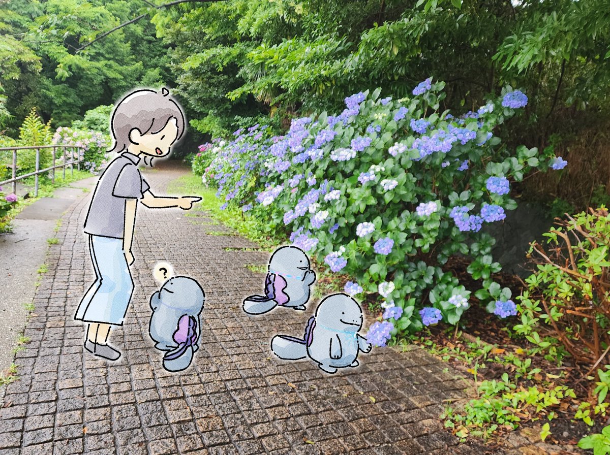 pokemoyo195's tweet photo. アジサイの季節なので、ふわぬおたちとのお散歩再掲☂️　#ヌオー https://t.co/9x8KhHChvr