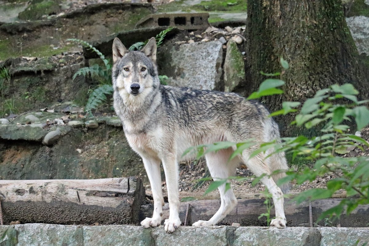 shiba_korowan's tweet photo. 立ち姿が美しいシンリンオオカミのジャネット 2016年10月撮影
#東山動植物園 #シンリンオオカミ https://t.co/y6OpiaAL4B