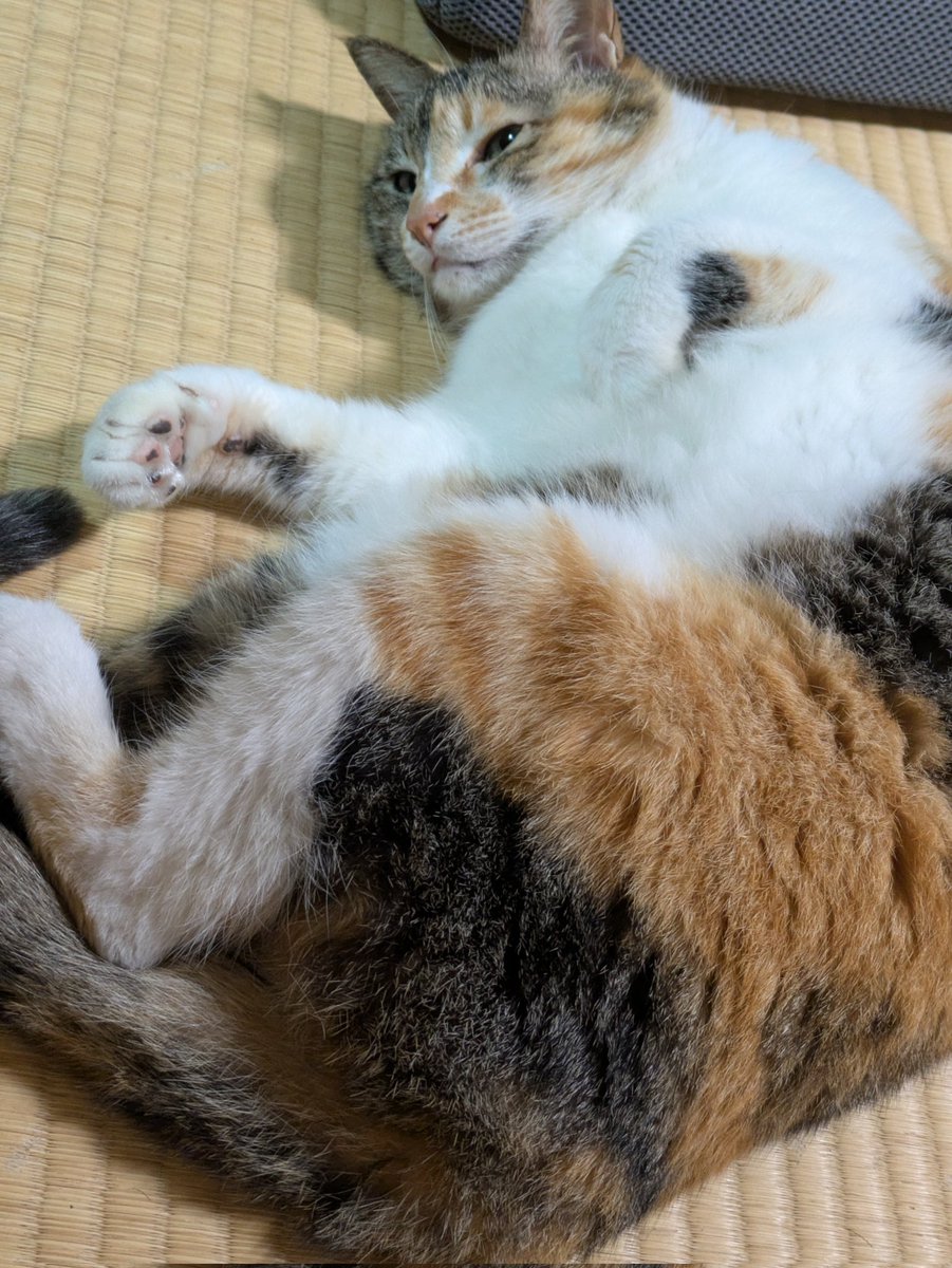 RithmTa's tweet photo. 猫のほっぺは好きですか？ https://t.co/9WiDuwB3xA