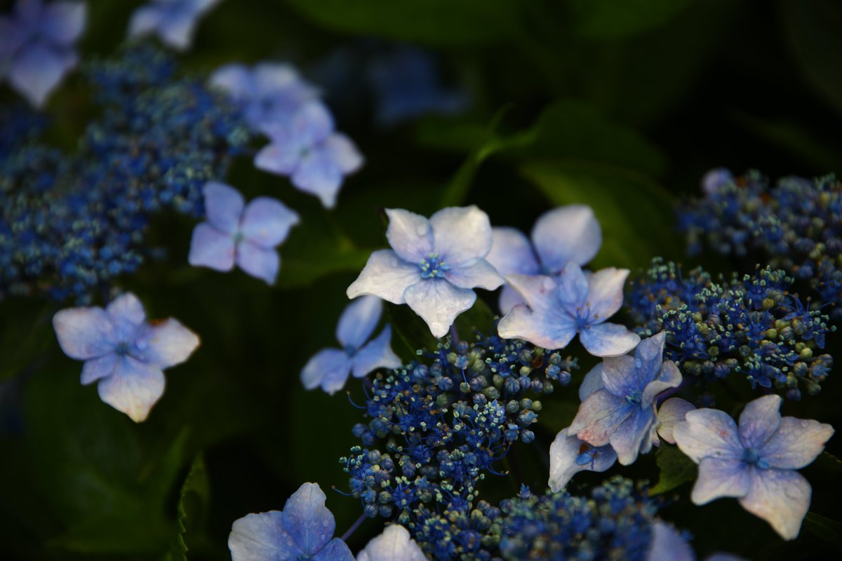 ParksJindai's tweet photo. 6/3　臨時休園　#あじさい 園
咲き進みました。しっとり美しいです。
#神代植物公園　広報 https://t.co/09Z2cmNsFZ