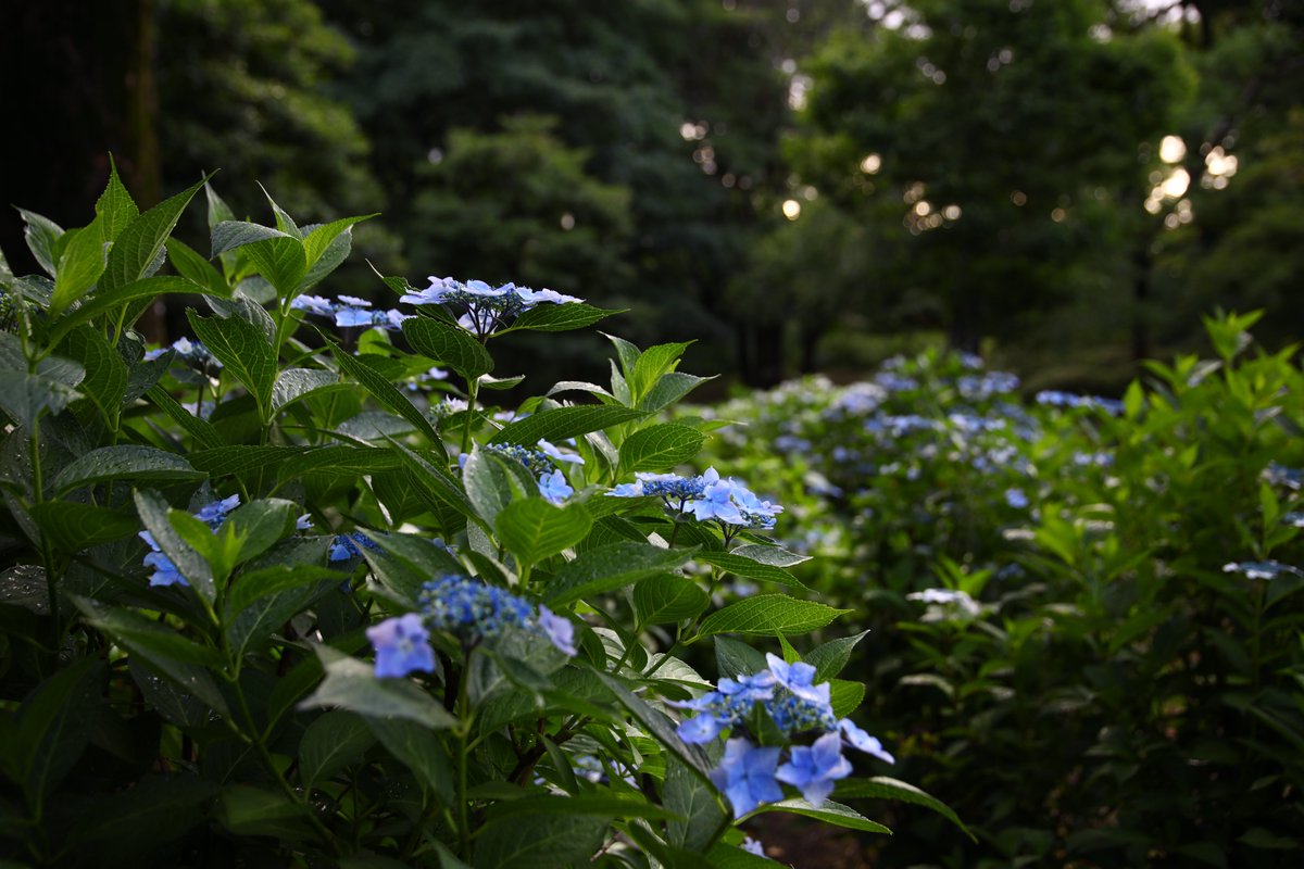 ParksJindai's tweet photo. 6/3　臨時休園　#あじさい 園
咲き進みました。しっとり美しいです。
#神代植物公園　広報 https://t.co/09Z2cmNsFZ