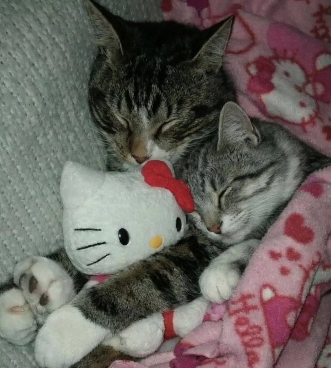 Miaw tweet media