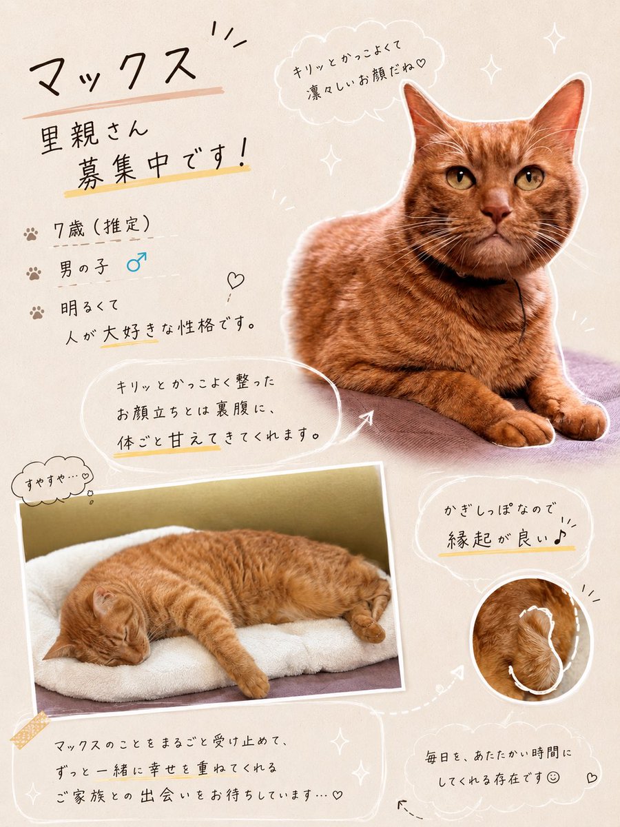 lig_kobe's tweet photo. ＼ 保護猫マックスの里親さん募集中！／
とり部の柴田です！
実は私は、小学生の頃に友人宅の猫さんに咬まれて以来、ずっと猫さんに苦手意識が…
でも、そんな私にもマックスは、まっすぐ甘えてきてくれます。

マックスは、飼い主さんがご病気で他界され、りぐこうべ兵庫へやってきました。
大切に暮らしてきた命を託してくださった想いを受け取り、新しい家族へとつないでいきたいと考えています。

人が好きで、穏やかに甘えてくれるマックス。これからの時間を、一緒に過ごしてくださるご家族とのご縁をお待ちしています。
マックスについて、詳しくはこちらをご覧ください。↓
https://t.co/xv54JWiOt6

#保護猫
#猫の里親募集
#兵庫
#大阪
#関西