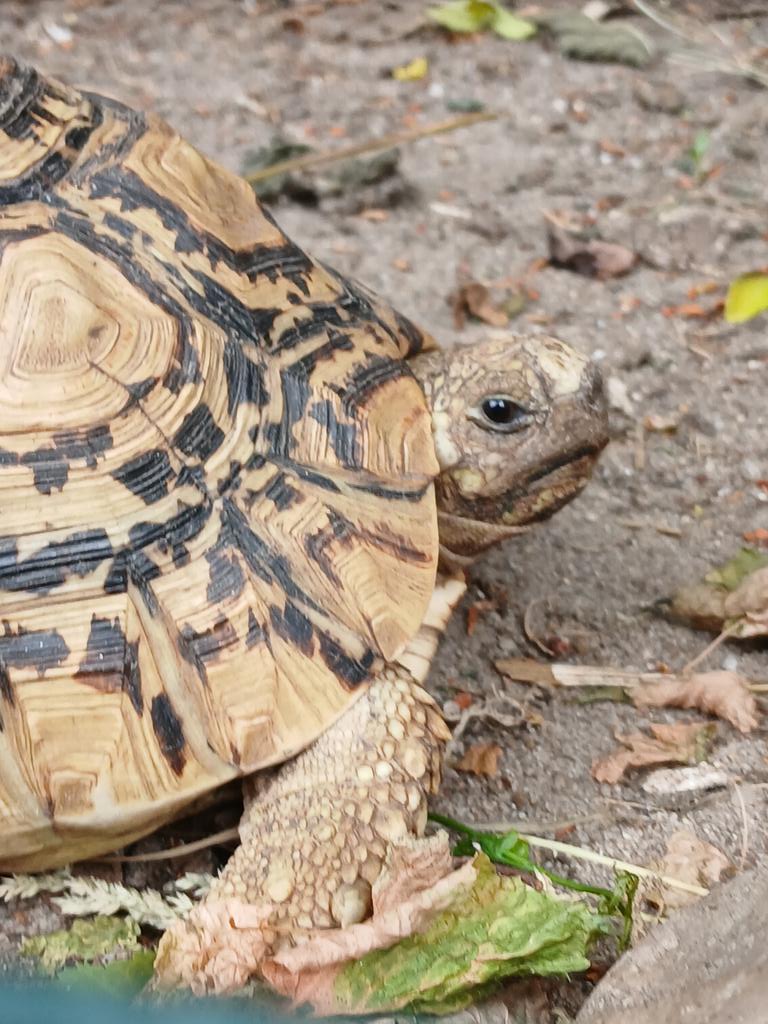 NeoDendro's tweet photo. Tierpark Lausitz. Früher hieß es Affenzoo Jocksdorf und jetzt heißt es Tierpark Lausitz.

Kann ich für euch empfehlen 😊 https://t.co/JF42rc4wJM