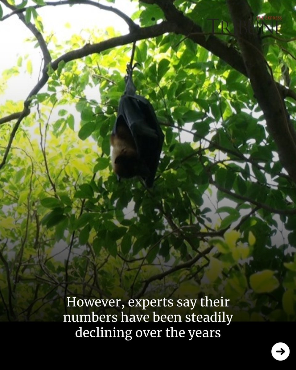 etribune's tweet photo. The historic Bagh-e-Jinnah remains one of the largest bat roosting sites in Lahore.

Hundreds of bats can still be seen hanging from old trees during the day before leaving in search of food at dusk. However, experts say their numbers have been steadily declining over the years.

Urbanisation, shrinking green spaces, artificial lighting and widespread misconceptions among the public are contributing to a gradual decline in bat populations in Lahore, wildlife experts and biologists warned, stressing the need for conservation measures to protect the species and maintain urban biodiversity.

According to wildlife expert Shahzaib Khurshid, rapid urban expansion is the primary reason behind the decrease in bat population.

He said the construction of roads, housing schemes and commercial projects has led to the loss of mature trees and natural habitats that bats depend on for shelter.

Full story on our website.