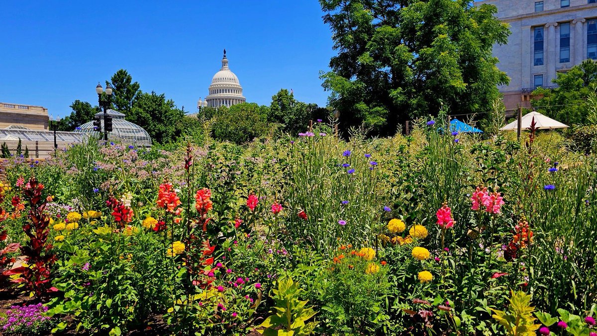 capitalweather's tweet photo. Our dry streak hits 6 days today (Wednesday) after having recorded 10 straight days of measurable rain at Reagan National.

Plenty of sun continues the next few days as highs heat up:

* Low 80s today
* Mid- to upper 80s Thursday
* At least upper 80s to low 90s Friday-Saturday, maybe low to mid-90s for some

Then, potential for scattered showers/storms at some point on Sunday.

(Photo by angela n./Flickr)