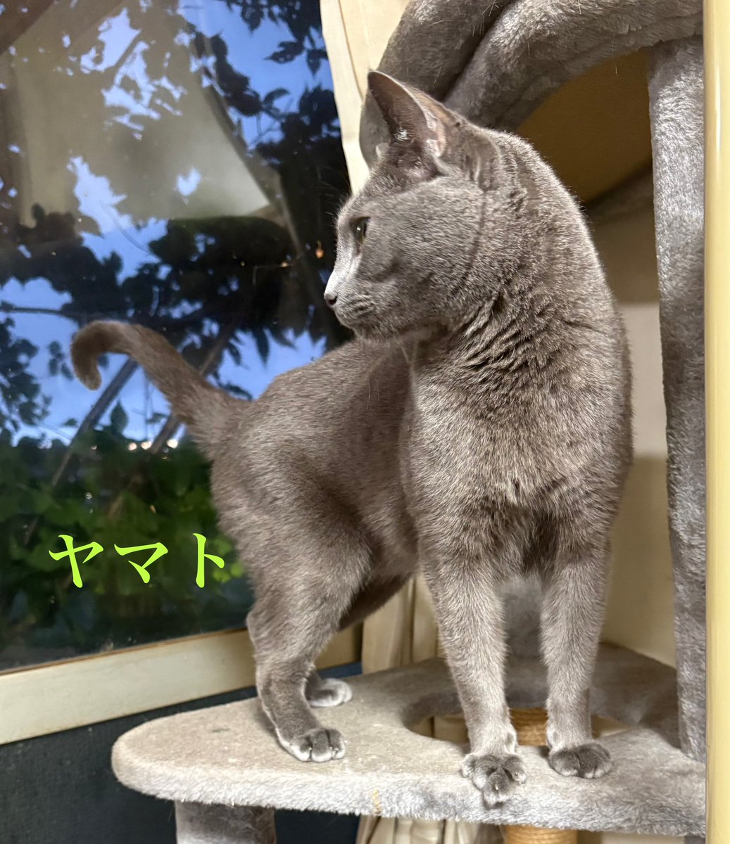 8989gaburisuto's tweet photo. 今夜のヤマトくん🐈‍⬛
また🍜食べたね😹
無事に帰宅したよ😅
まだ風が強いね🙀
いつも見送りありがとう🙏 https://t.co/xuJ81Psyym