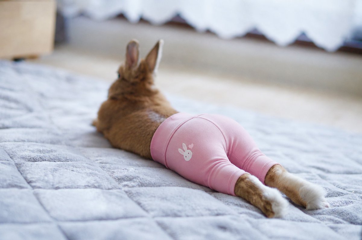ちびた 元画像のチビ太さん🐰 見事なくびれとプリケツ✨ そしてケツ割れして