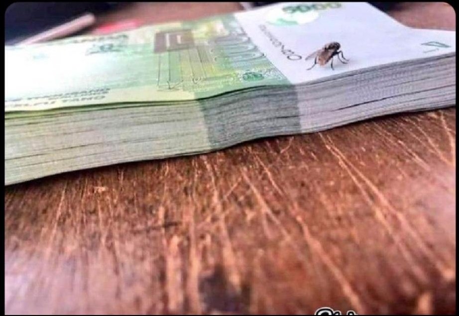 Mr_Teekay001's tweet photo. The housefly go be a female one 😂 https://t.co/egJjxxKj9J